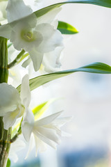 Fototapeta premium Orchidee