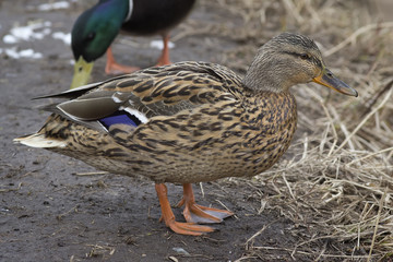 Female ducks