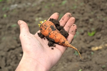 Морковь в руке