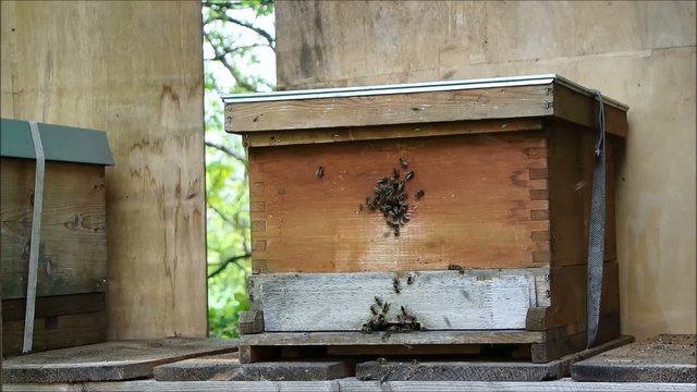 Bienenhaus