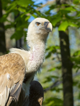 Griffon vulture (Gyps fulvus)
