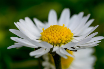 Fototapeta premium common white daisy