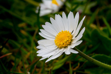 Fototapeta premium common white daisy