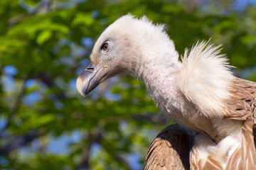 Griffon vulture (Gyps fulvus)