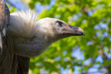 Griffon vulture (Gyps fulvus)