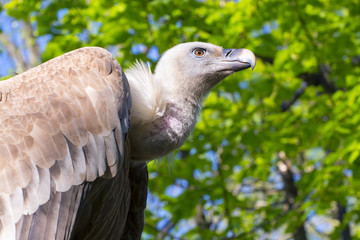 Griffon vulture (Gyps fulvus)