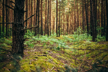 Fototapeta na wymiar Old World War Trenches In Forest Since Second World War, Belarus