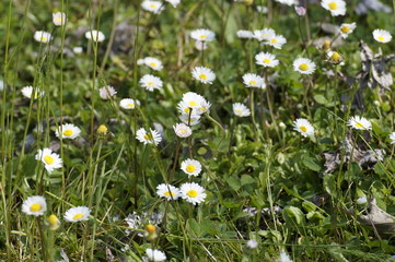 flower daisies