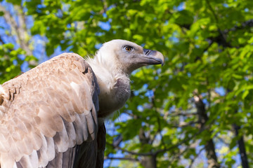 Griffon vulture (Gyps fulvus)