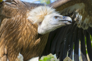 Griffon vulture (Gyps fulvus)