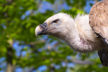 Griffon vulture (Gyps fulvus)