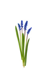 First blue springs flowers Muscari isolated on white background