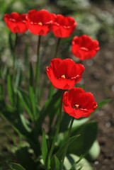 Obraz premium red tulips