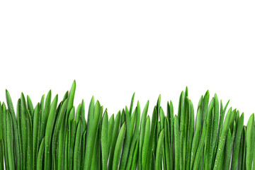 Green grass with dew, border isolated on white background