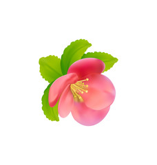 Flower of Japanese Quince (Chaenomeles japonica) isolated on whi