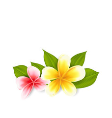 Fototapeta na wymiar Pink and yellow frangipani (plumeria), exotic flowers isolated o