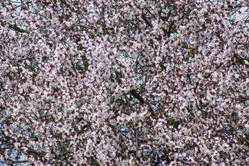 Japanische Kirschblüte