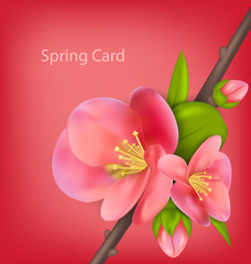 Spring greeting card with branch of Japanese Quince (Chaenomeles