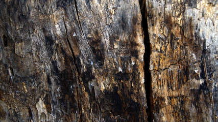 Texture of wood