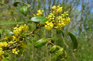 Obraz premium Gewöhnliche Mahonie in Blüte