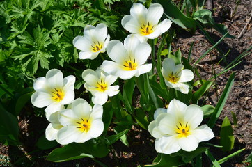 Weiße Tulpen blühen