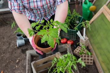 Tomaten-Pflanzen selbst ziehen