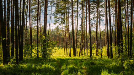 Obraz premium Sunlight In Green Coniferous Forest, Summer