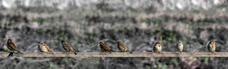 Sparrows in line