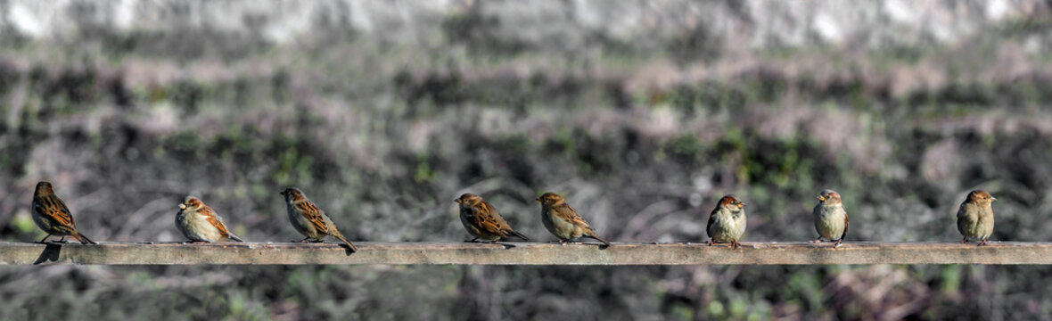 Sparrows in line