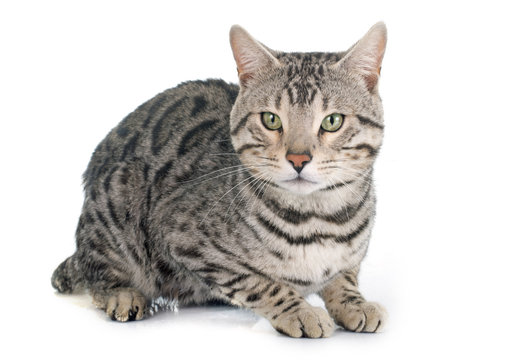 bengal cat silver