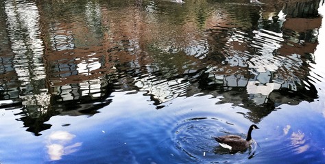 The house dissolved in the lake