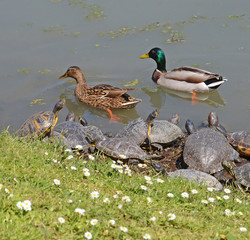 animals of the lake in springtime