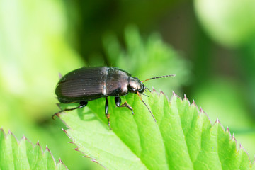 Beetle on leaf