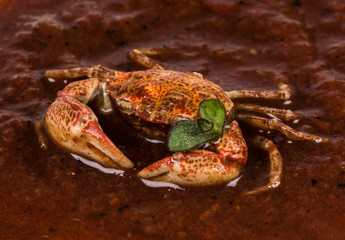 Cooked crab, isolated on white background
