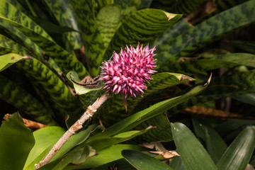 close up of purple bromeliad flower head
