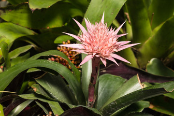 Fototapeta premium Aechmea fasciata - pink bromeliad