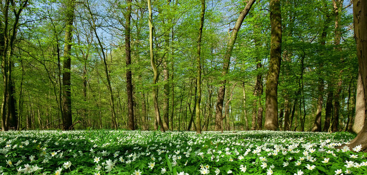 spring forest