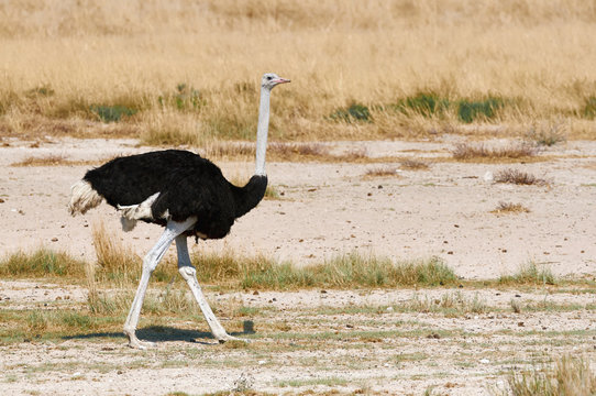 Male ostrich walking in the bush