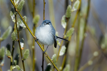 Blue-gray Gnatcatcher