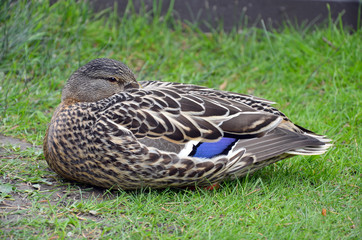 Female mallard duck