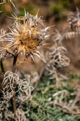 Dry flower