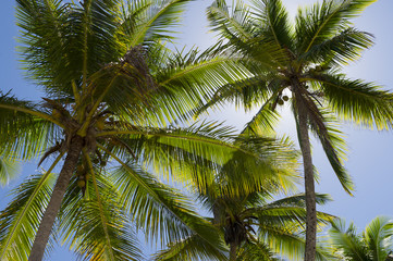 Fototapeta na wymiar Coconut Palm Trees Standing in Blue Sky