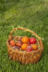 Basket full of colorful Easter eggs at meadow