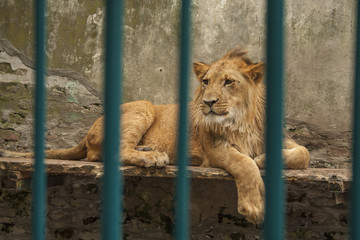 Relaxed lion at Belgrade Zoo