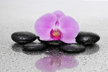 Fototapeta na wymiar Macro of pink orchid with stones on wet background