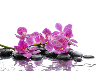 Lying down branch pink orchid with stones reflection