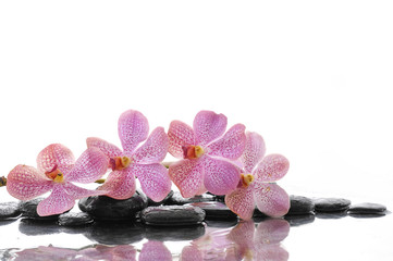 beautiful branch pink orchid with stones reflection