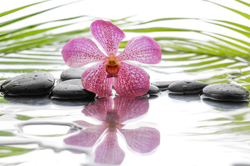 Obraz na płótnie Canvas Black stones and orchid and palm leaf background