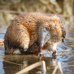 muskrat