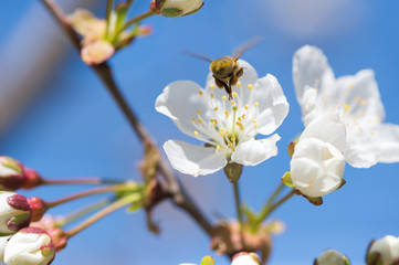 Fototapeta na wymiar bee in blossoming